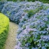 Hydrangea serrata bluebird: recenzije, sadnja i njega, fotografije